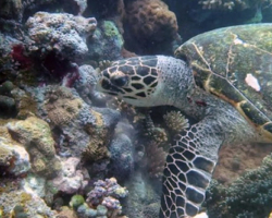 Adopt HK5921 Adopt a turtle. Image.