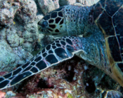 Hawksbill turtle foraging at Bodu Hithi Thila, North Malé, Maldives. Image.