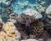 Hawksbill turtle on a reef, Maldives. Image.