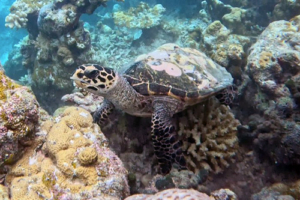 Coral, hawksbill, adopted for Daniel by
Helen Fletcher Hawksbill turtle on a reef, Maldives. Image.