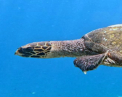 Hawksbill turtle swimming in the blue, Bodu Hithi House Reef, North Malé, Maldives. Image.
