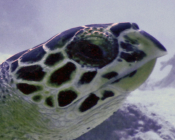 Hawksbill turtle, Bodu Hithi House Reef, North Malé, Maldives. Image.