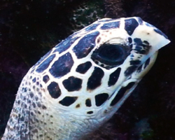 Adopt HK6007 Adopt a turtle. Image.