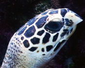 Hawksbill turtle face, Bodu Hithi House Reef, North Malé, Maldives. Image.