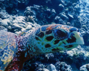 Hawksbill turtle, Bodu Hithi House Reef, North Malé atoll, Maldives. Image.