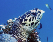 Hawksbill turtle looking at the camera, Bodu Hithi House Reef, North Malé, Maldives. Image.