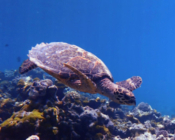 Juvenile hawksbill swimming, Gemana Faru, Raa Atoll, Maldives. Image.