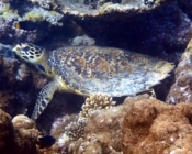 Hawksbill sea turtle on coral reef, Turtle Point, North Malé Atoll, Maldives. Image.
