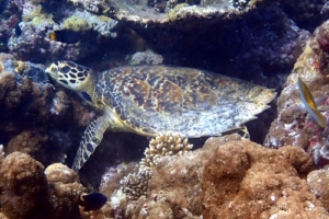 Barnacle Betty, hawksbill, adopted by the Cunningham family Hawksbill sea turtle on coral reef, Turtle Point, North Malé Atoll, Maldives. Image.