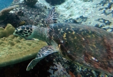 Hawksbill turtle swimming over the reef, Ave Maria, Praslin, Seychelles. Image.