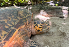 Female hawksbill turtle nesting On Grand Anse, Felicité, Seychelles. Image.