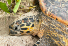 Hemale hawksbill turtle nesting on the beach at Grand Anse, Felicité island, Seychelles. Image.