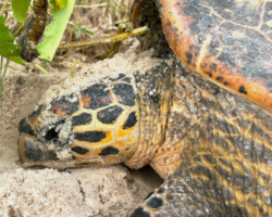 Adopt HS202 Name and adopt a sea turtle in Seychelles, to support conservation. Image.