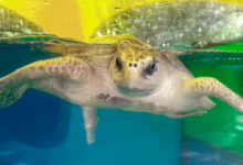 Chaalu Turtle patient Chaalu, in her tank at the Rescue Centre. Image.