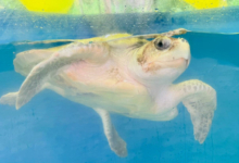 Chaalu Turtle patient Chaalu in her tank at the Rescue Centre. Image.