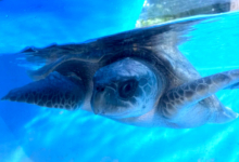 Chaalu Turtle patient Chaalu recovering in her tank at the Rescue Centre. Image.