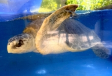 Chaalu Turtle patient Chaalu recovering at the Rescue Centre. Image.