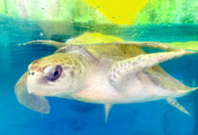 Chaalu Adopt turtle patient Chaalu. Image.