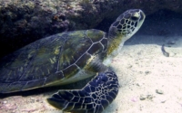 Doi, green turtle, adopted by Dominik for Bianca Juvenile green turtle, Galu, Kenya. Image.