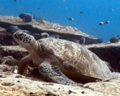 Green turtle, Hithadhoo Corner, Laamu Atoll, Maldives. Image.