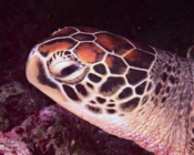 Green turtle, Kuredu Caves, Lhaviyani Atoll, Maldives. Image.