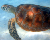Juvenile green turtle in sandy lagoon, Dhuni Kolhu house reef, Baa Atoll, Maldives. Image.
