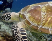 Green turtle swimming over the reef, Himmafushi, North Malé, Atoll, Maldives. Image.