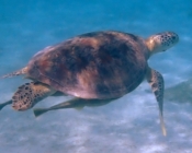 Name and adopt a sea turtle from the Maldives, to support conservation. Image.