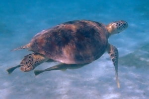 Pop Pop Bubble, green, adopted for Emma by
Helen Fletcher Name and adopt a sea turtle from the Maldives, to support conservation. Image.