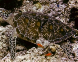 Adopt GR1991 Name and adopt a sea turtle from the Maldives, to support conservation. Image.