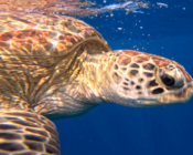 Green sea turtle swimming, Dhigurah house reef, Gaafu Atoll, Maldives. Image.