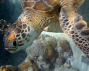 Green turtle, Komandoo Northside, Lhaviyani Atoll, Maldives. Image.