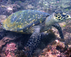 Adopt H117 Name and adopt a sea turtle from Kenya, to support conservation. Image.