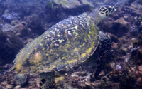Kurt the Turt, hawksbill, adopted for Michael Hawksbill turtle, Jadini, Kenya. Image.