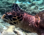 Hawksbill turtle, Dhegu Reef, Ari Atoll, Maldives. Image.