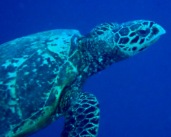 Adopt HK6202 Name and adopt a sea turtle from the Maldives, to support conservation. Image.
