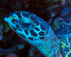 Adopt HK6291 Name and adopt a sea turtle from the Maldives, to support conservation. Image.