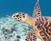 juvenile hawksbill, Lhaa'nbugali, Raa Atoll, Maldives. Image.