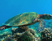 Hawksbill turtle on a reef, Cora Cora House Reef, Raa Atoll, Maldives. Image.