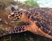 Hawksbill turtle feeding on seagrass, Peak, Lhaviyani Atoll, Maldives. Image.