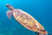 Hawksbill turtle swimming in the blue, Petite Soeur, Felicité, Seychelles. Image.