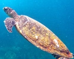 Adopt HS237 Name and adopt a sea turtle from the Seychelles, to support conservation. Image.