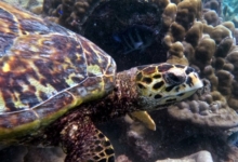 Hawksbill turtle, Anse Papaie, Curieuse, Seychelles. Image.