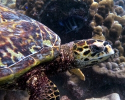 Adopt HS239 Name and adopt a sea turtle from the Seychelles, to support conservation. Image.