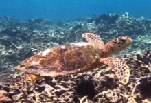 Name and adopt a sea turtle from the Seychelles, to support conservation. Image. please please work