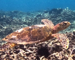 Adopt HS253 Name and adopt a sea turtle from the Seychelles, to support conservation. Image. please please work