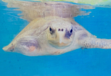 Riveli Adopt turtle patient Riveli. Image.