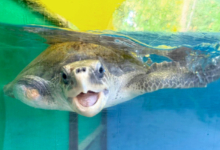 Riveli Adopt turtle patient Riveli. Imagel