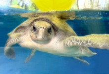 Chaalu Adopt turtle patient Chaalu. Image.