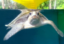 Chaalu Adopt sea turtle patient Chaalu to support her recovery. Image.